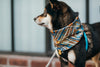 Tesoro Gems Dog Neck Scarf